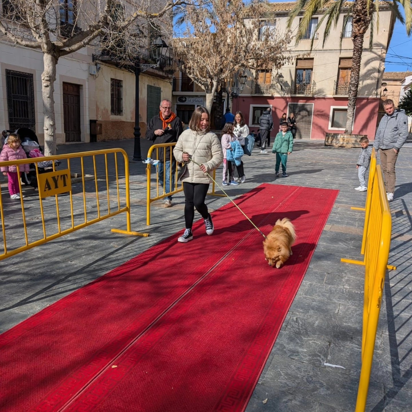 Pasarela de animales en Beneixama