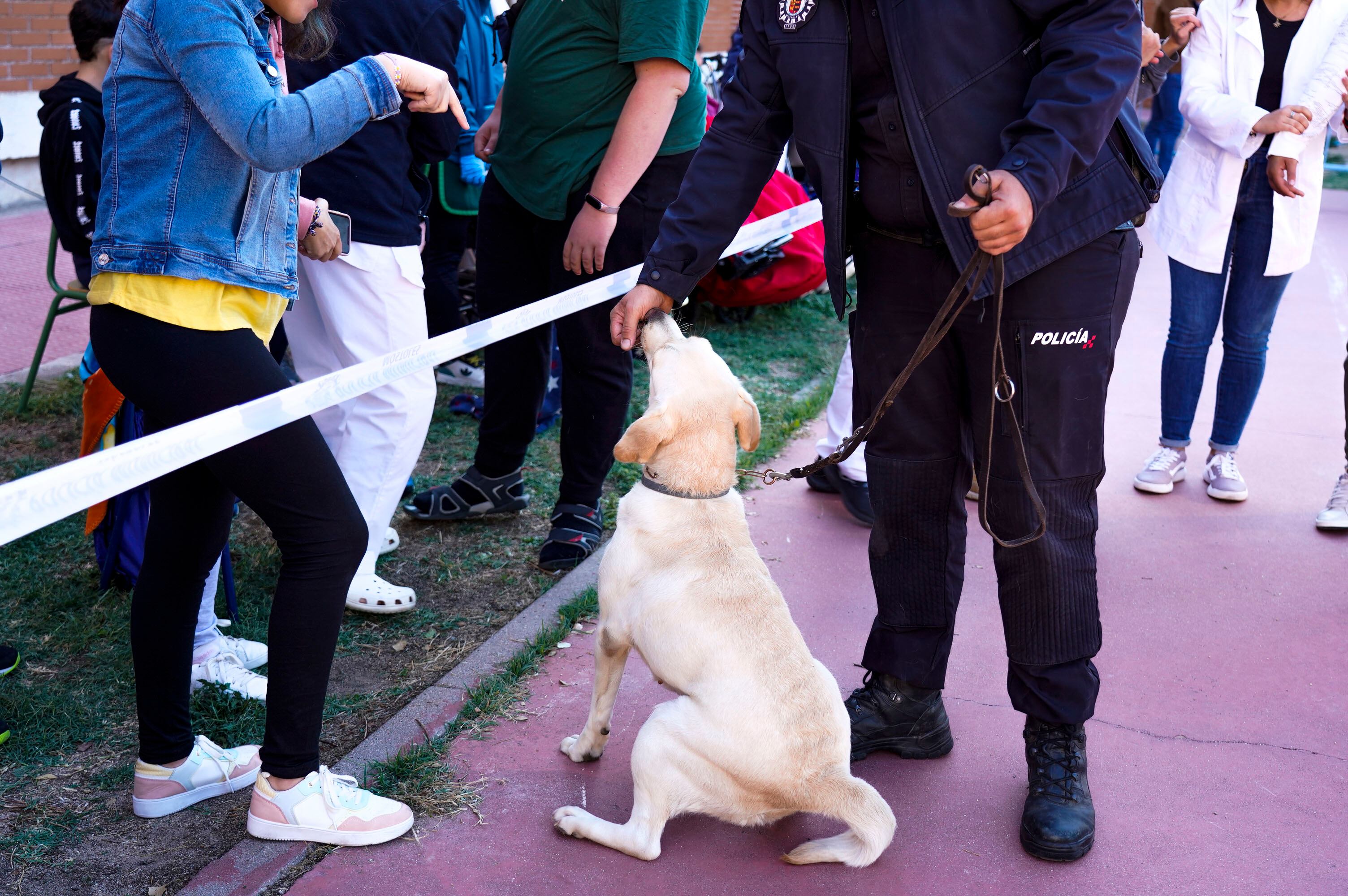Lula, la nueva incorporación a la Unidad Canina de la Policía Municipal de Móstoles