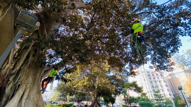 Profesionales del Ayuntamiento durante los trabajos de conservación de los ficus este lunes