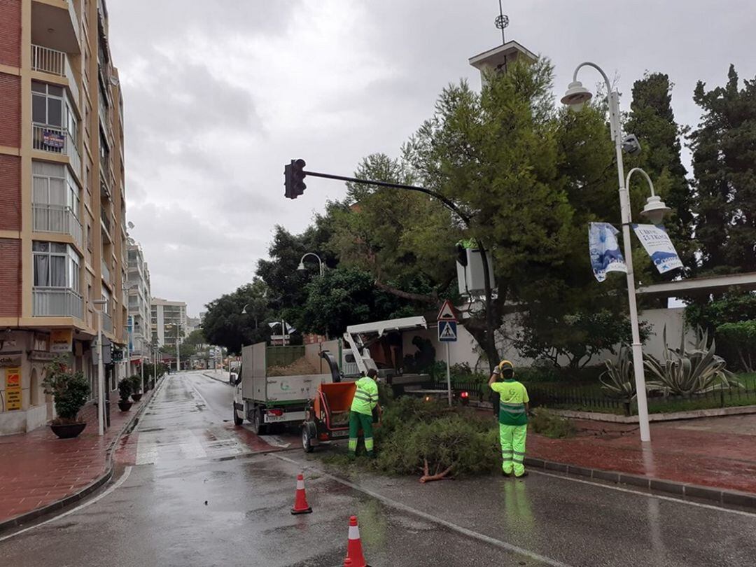 Cortan las ramas de un pino por precaución en el Grau de Gandia.