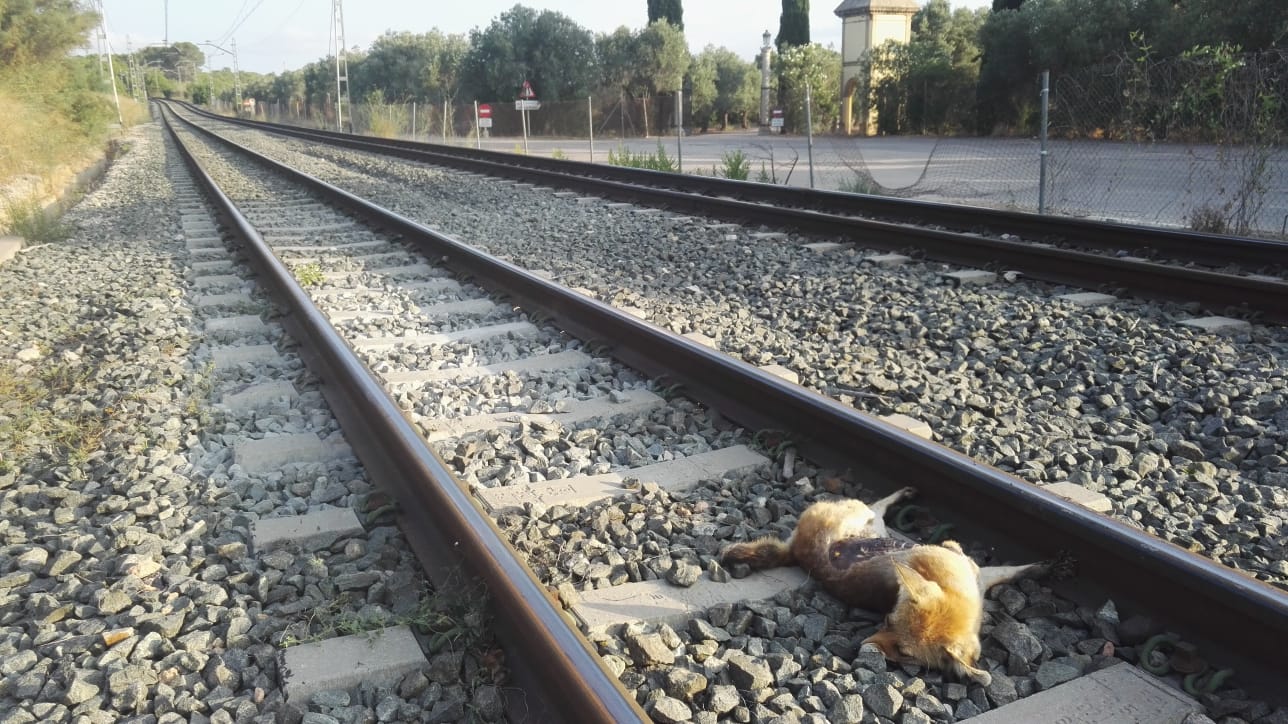 Un animal atropellado por el metro yace sobre las vías