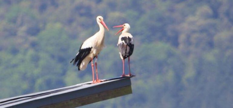 Uzelay (con anilla) y su pareja en la torre del Urdaibai Bird Center cuando todavía eran una pareja feliz