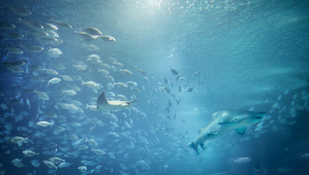 Peces dentro de un acuario. 