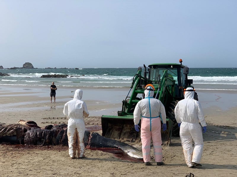 Un tractor tuvo que trasladar, pieza a pieza, los restos de la ballena (foto: Concello Ferrol)