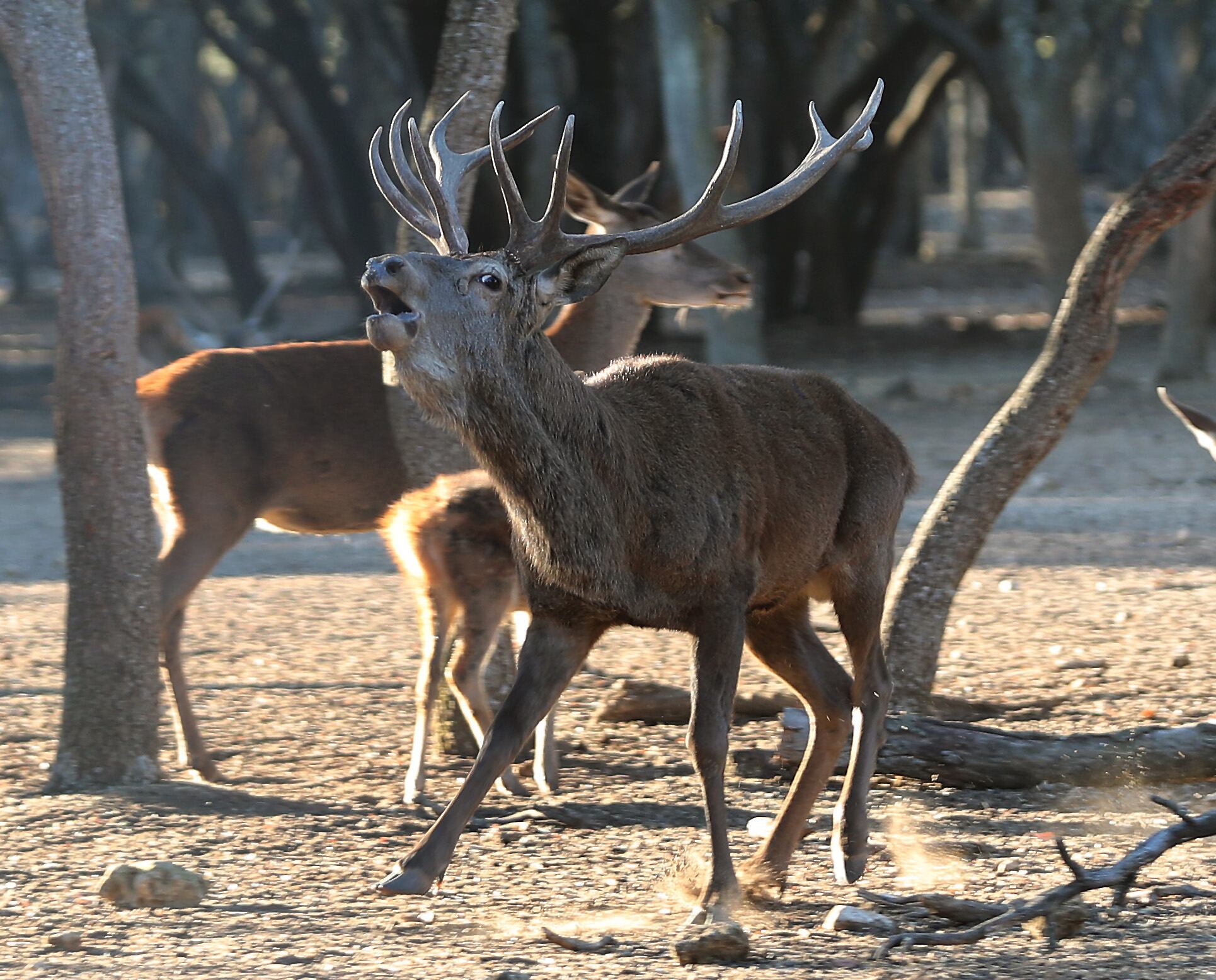 Berrea en el monte el Viejo de Palencia Palencia despide la época de celo de los ciervos con una berrea mucho más floja que en años anteriores influenciada  por la sequía y la falta de pasto