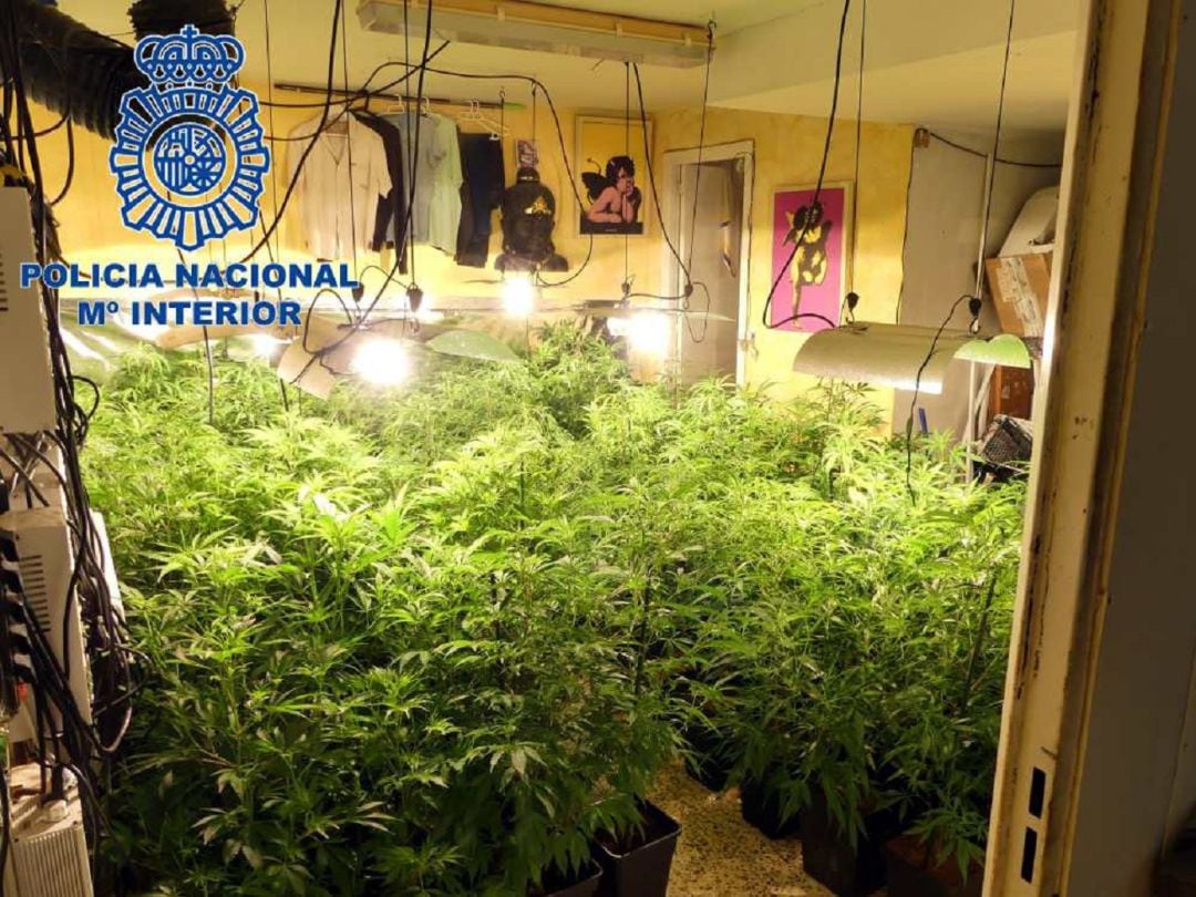 Imagen de la plantación