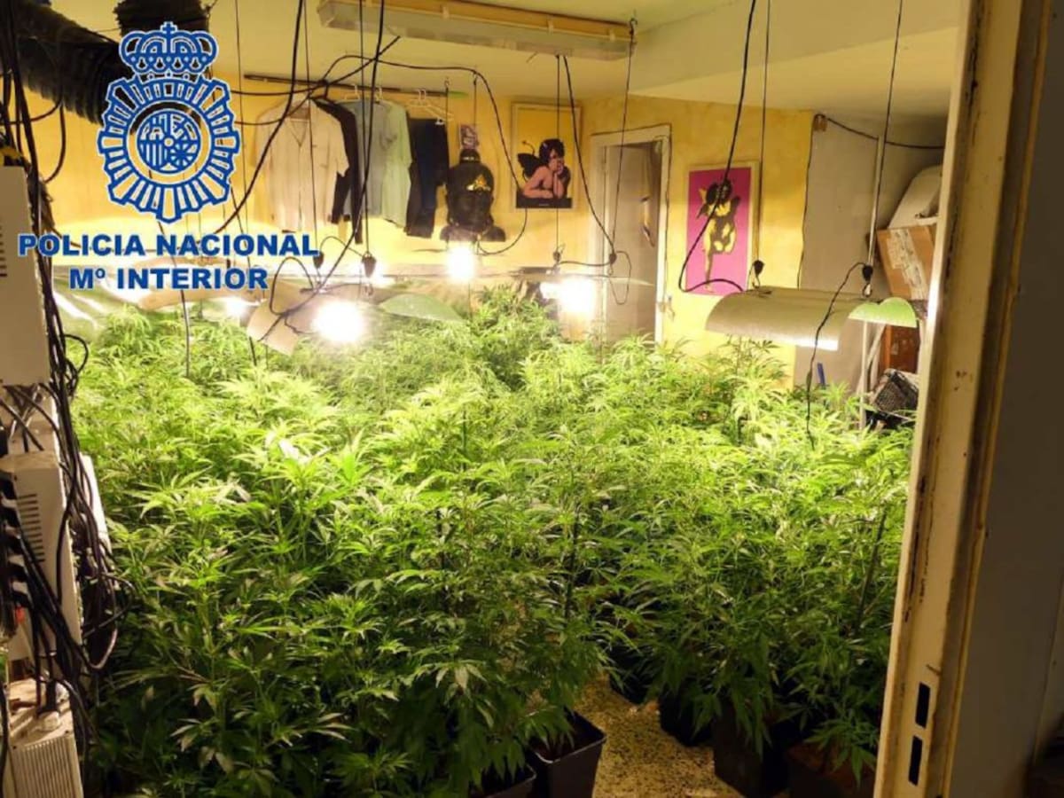 La Policía Nacional desmantela una plantación de marihuana en Ibiza