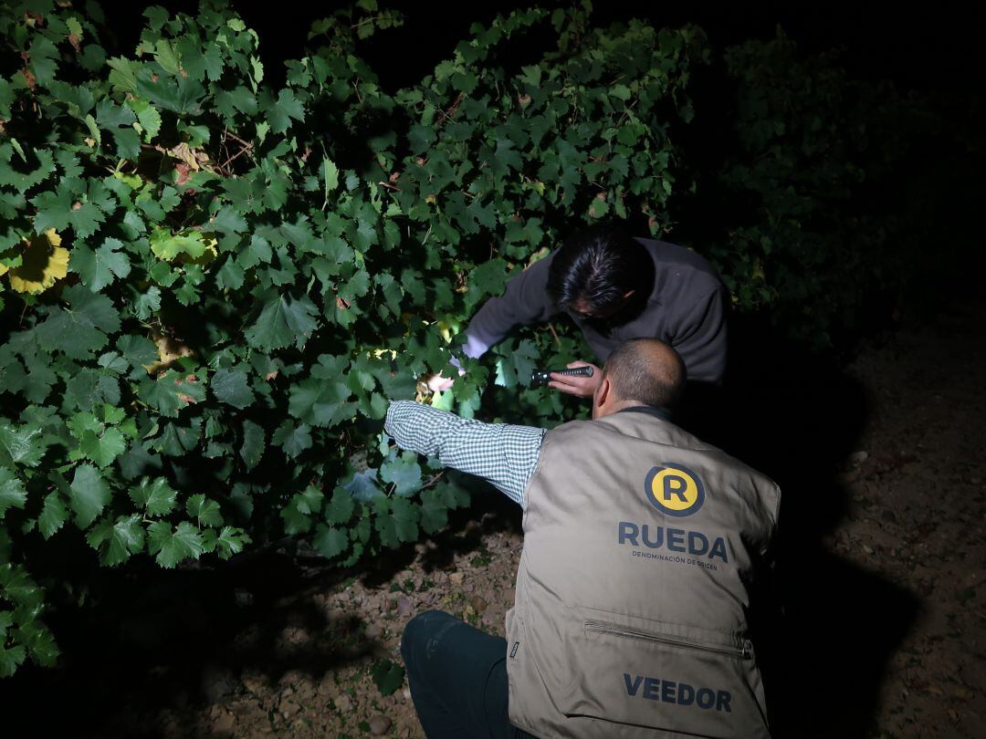 Uno de los veedores del Consejo Regulador vigila el estado de la uva en el viñedo