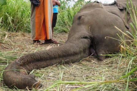 Uno de los elefantes encontrados por las autoridades de Sri Lanka