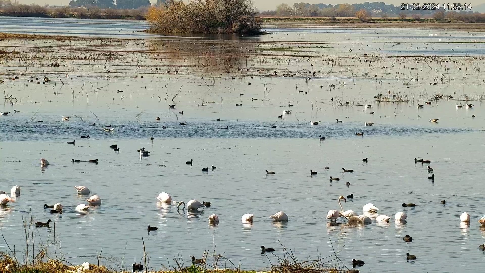 Laguna permanente de las Tablas de Daimiel