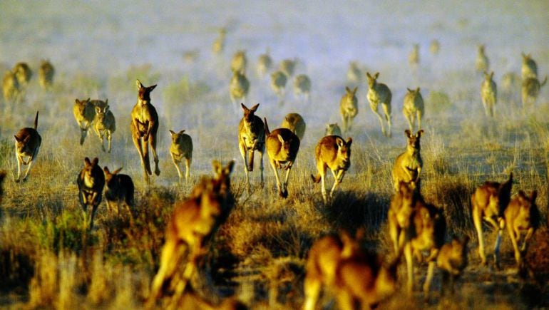 Canguros en la estepa Australiana en cantidades multiplicadas que han llevado a las autoridades a pedir que se cacen y se coman