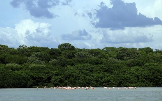 Flamencos en la Ría Celestún