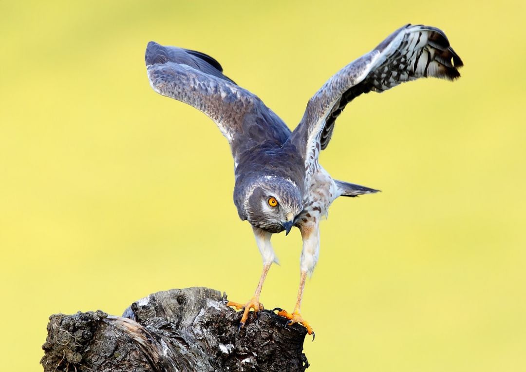 Aguilucho cenizo (Cyrcus pygargus)