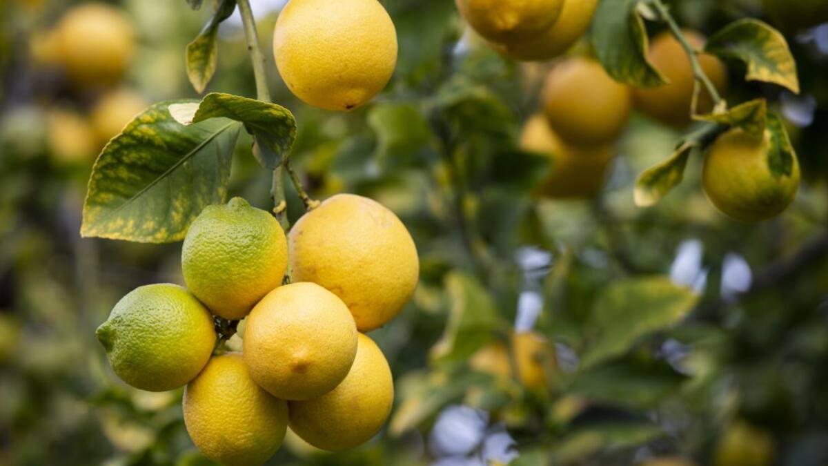 Los limones de Murcia volverán a inundar los mercados europeos este verano