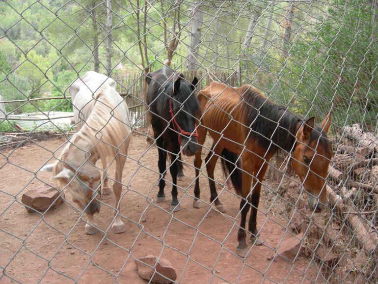 Imatge dels cavalls trobats a la finca. Un dels animals va haver de ser sacrificat pel seu estat de salut