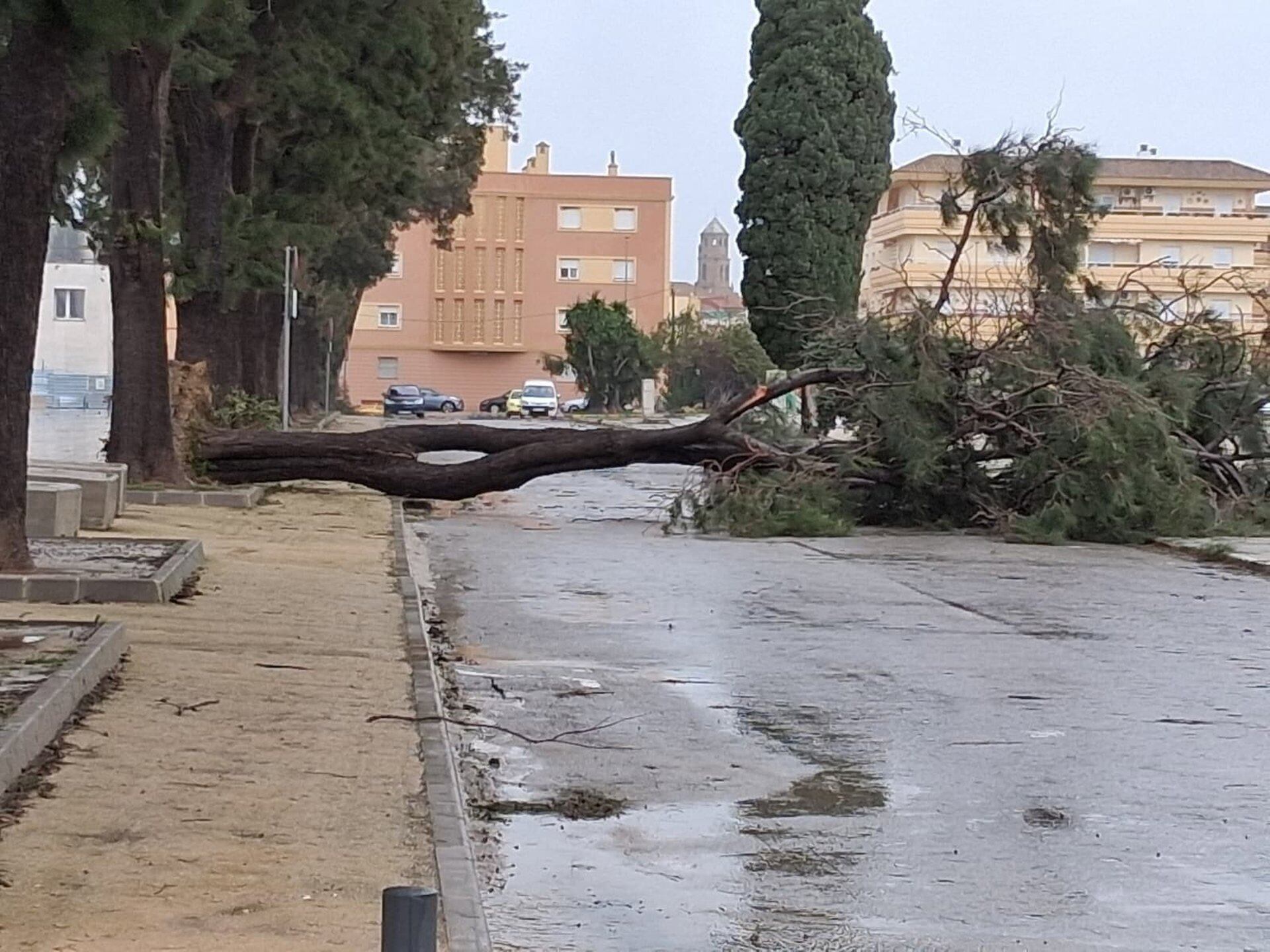 Un árbol caído en la calle durante los temporales de enero-febrero en Los Barrios