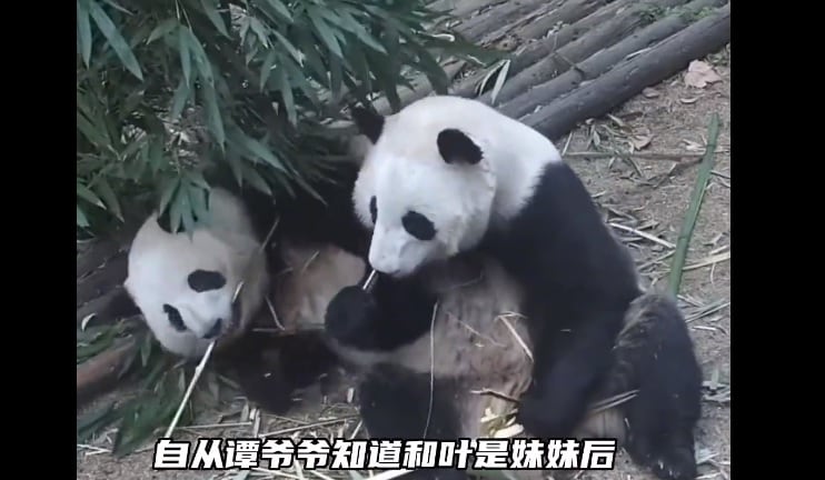 Un famoso panda de China resulta ser hembra y no macho 4 años después de su nacimiento