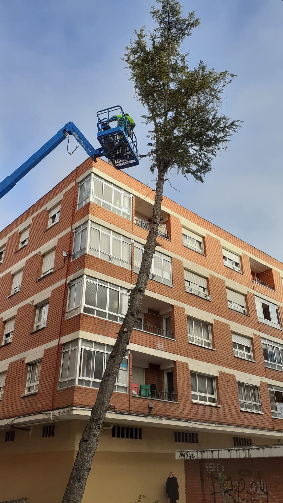 Los operarios realizan las labores previas a su tala
