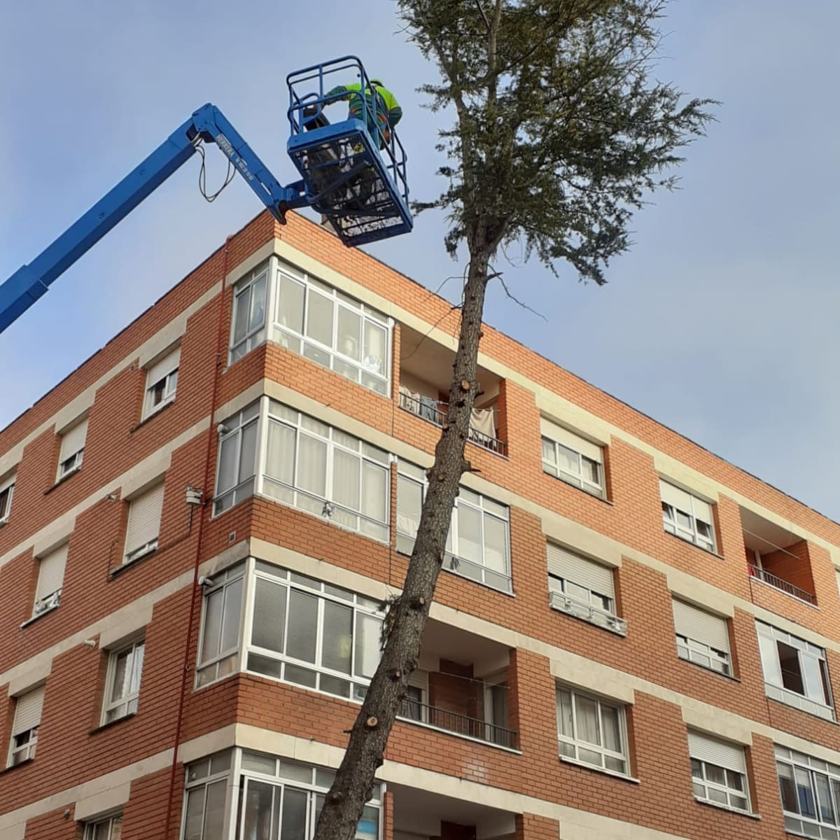 Adiós a un cedro emblemático