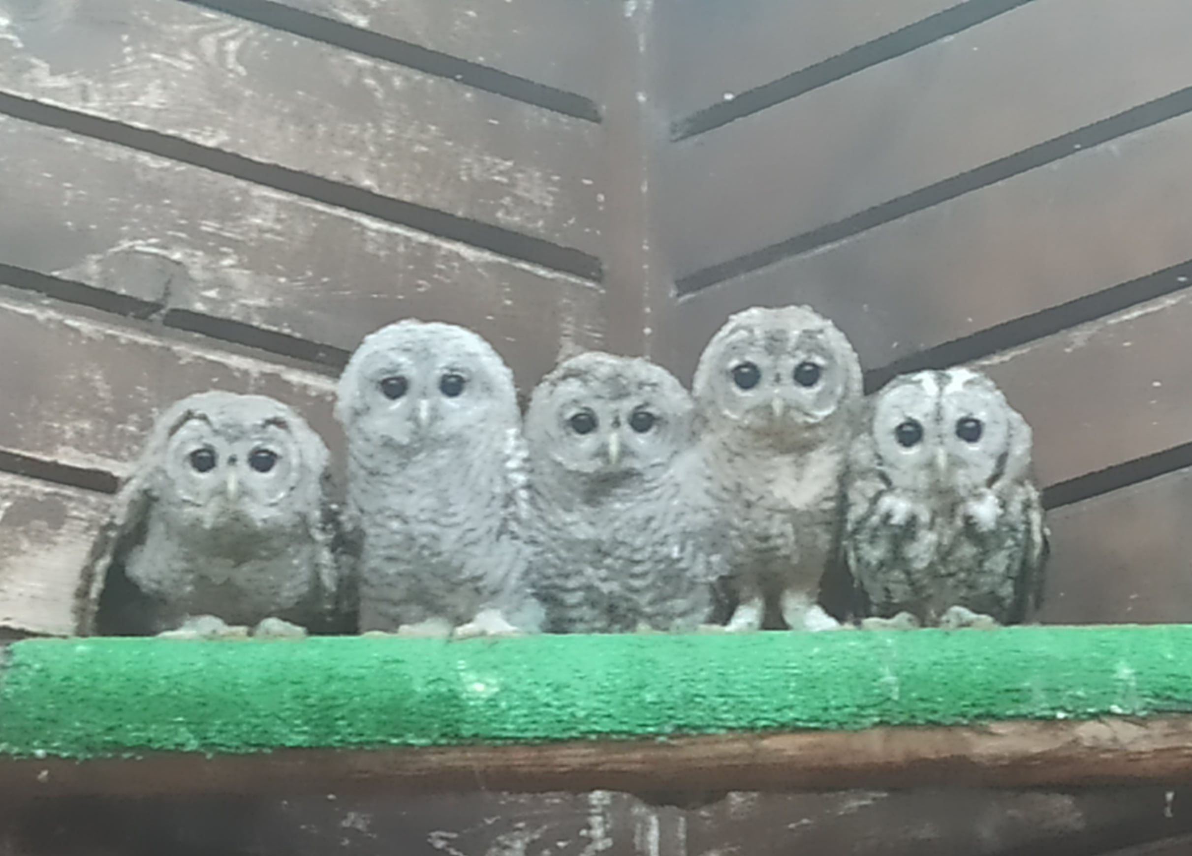 Los cárabos recuperados hace unos meses, también en Xàtiva, en el Saler