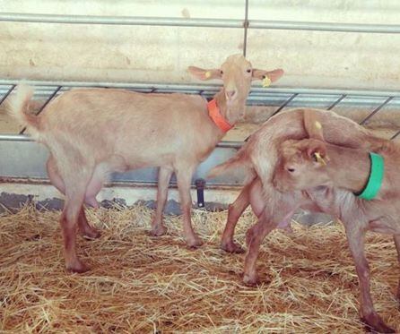 Varias cabras en la explotación de Chus Marín.
