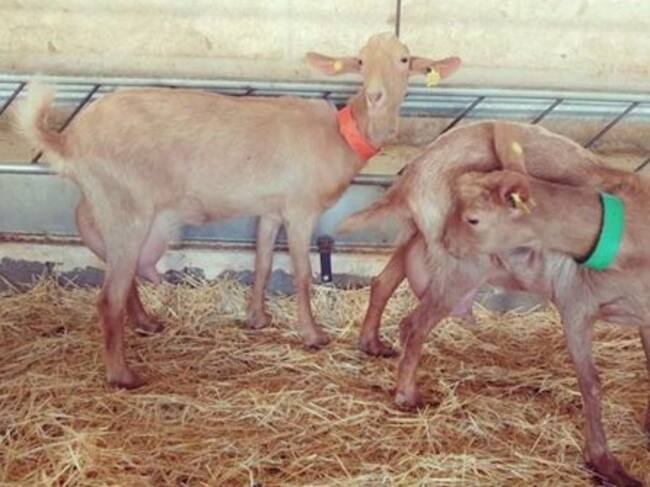 Varias cabras en la explotación de Chus Marín.