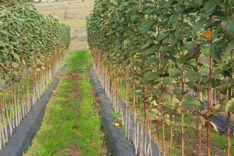 Vivero de cerezos en Corullón