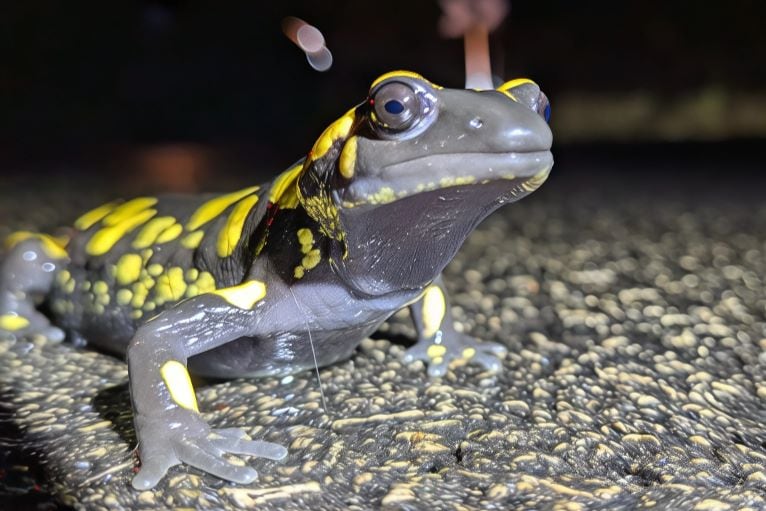Salamandra longirostris
