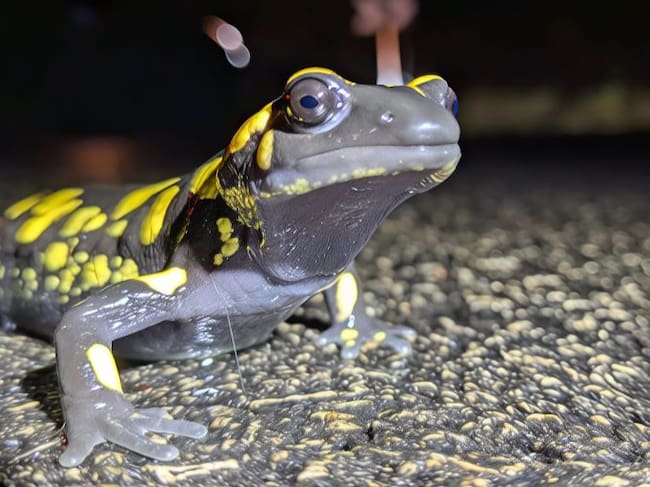 Salamandra longirostris