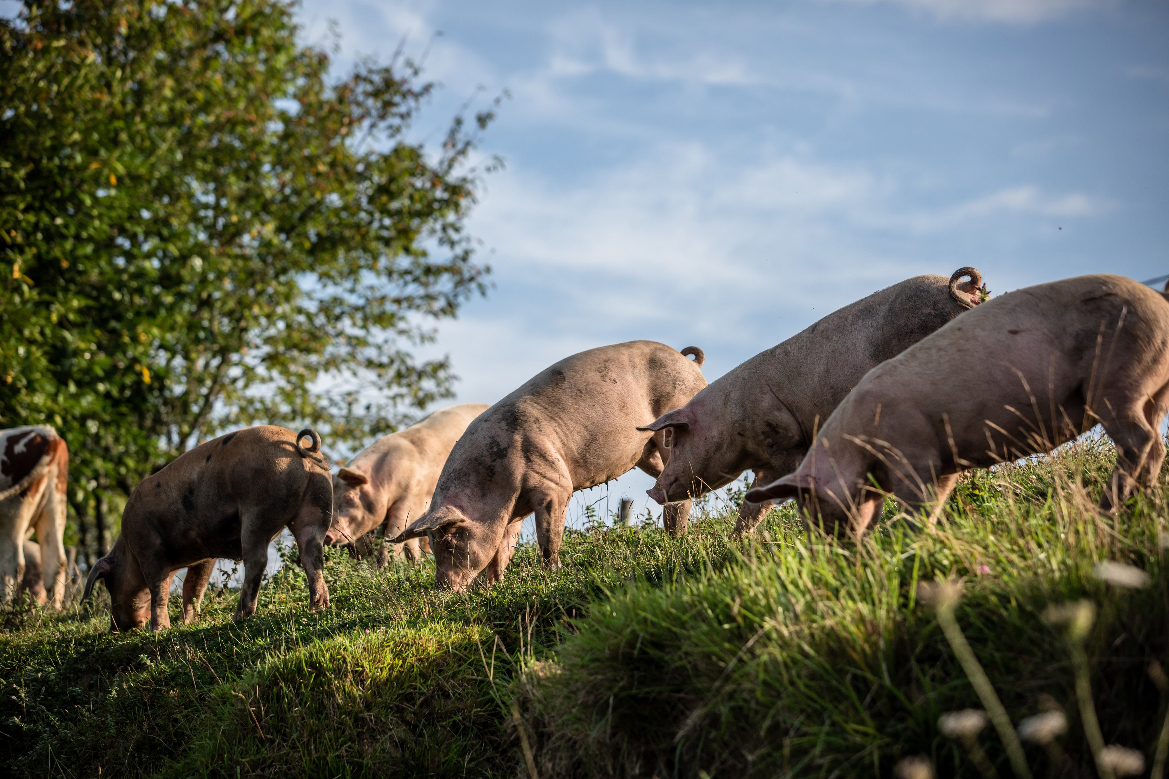Unos cerdos comiendo hierba en el campo.