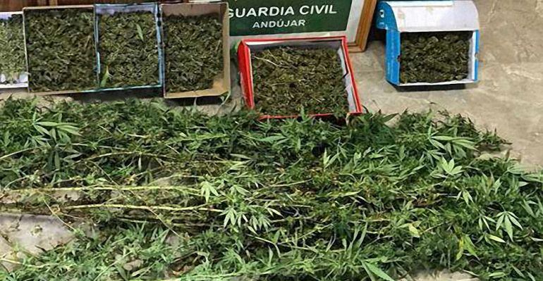 Plantas de marihuana decomisadas por la Guardia Civil en Marmolejo.