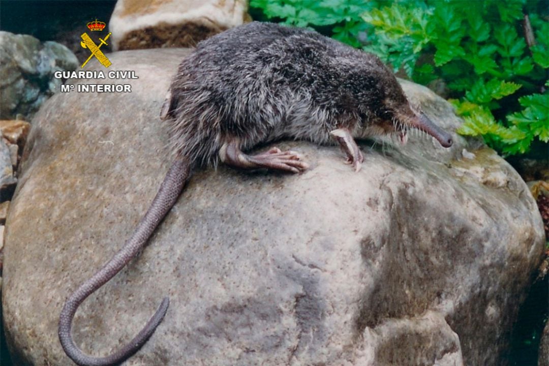 Un ejemplar de Desmán Ibérico en una fotografía de archivo aportada por la Guardia Civil en actuaciones para la protección de esta especie