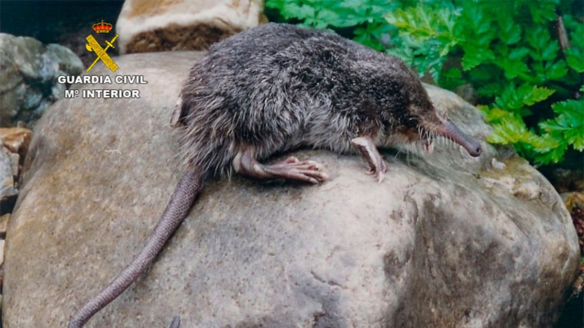 Confirmadas dos nuevas poblaciones de Desmán Ibérico