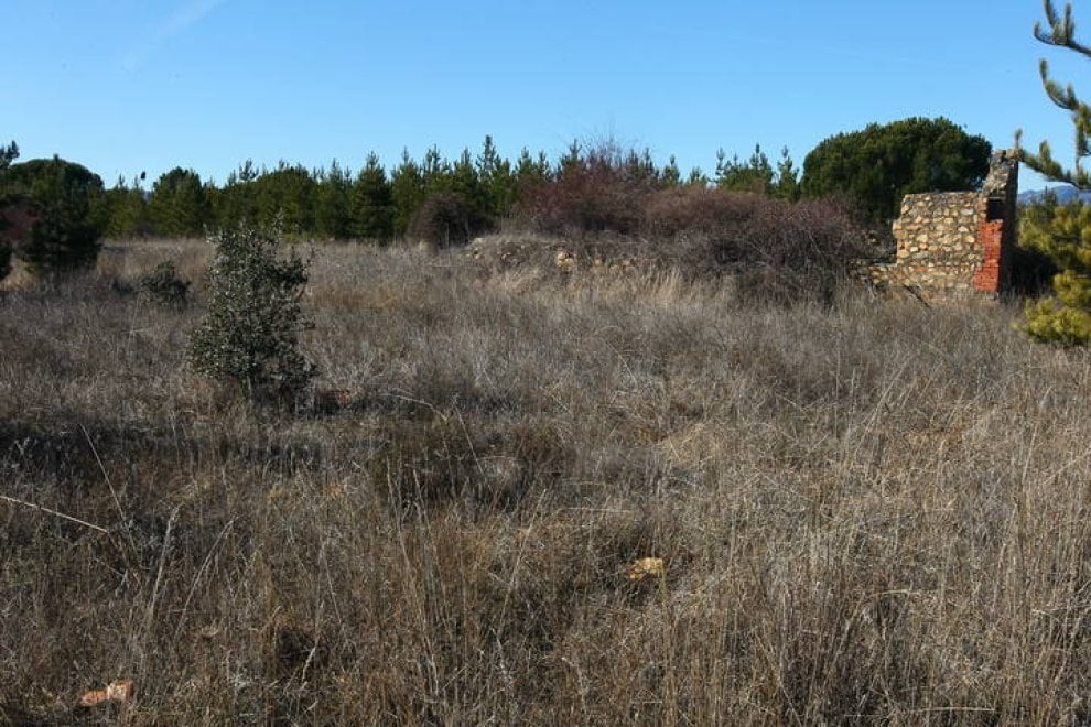 Tierras abandonadas y repobladas con pinos donde antes había un aeródromo.