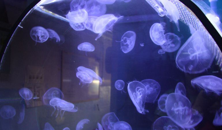 Meduses.