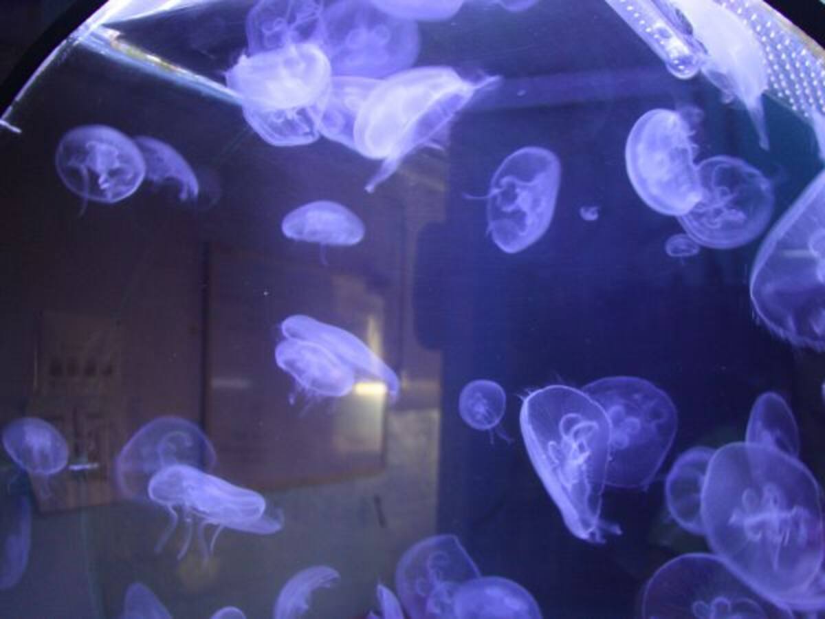 Les platges enguany estaran més plenes de meduses