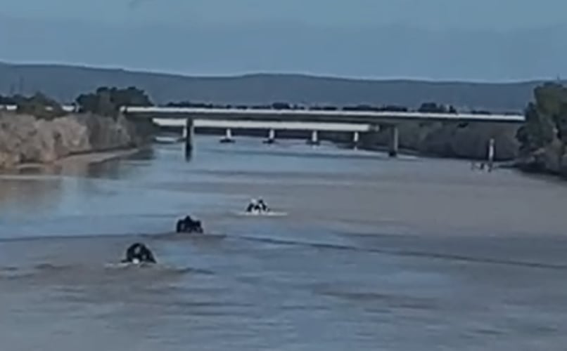 Foto de archivo de varias narcolanchas en el Guadalquivir a la altura de la Cartuja