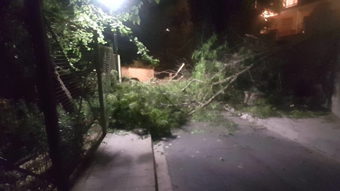 El árbol, una acacia, se desplomó en plena via cortando totalmente el acceso