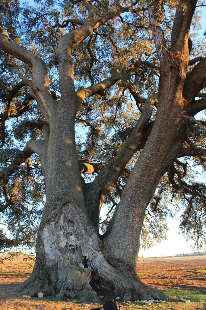 Carrasca Ruli de Mota del Cuervo (Cuenca).