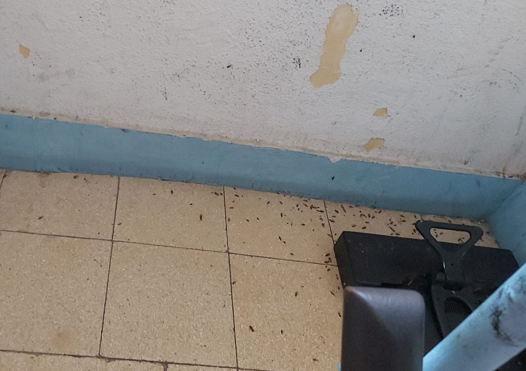 Plaga de cucarachas en la escalera comunitaria de una vivienda de la Zona Norte