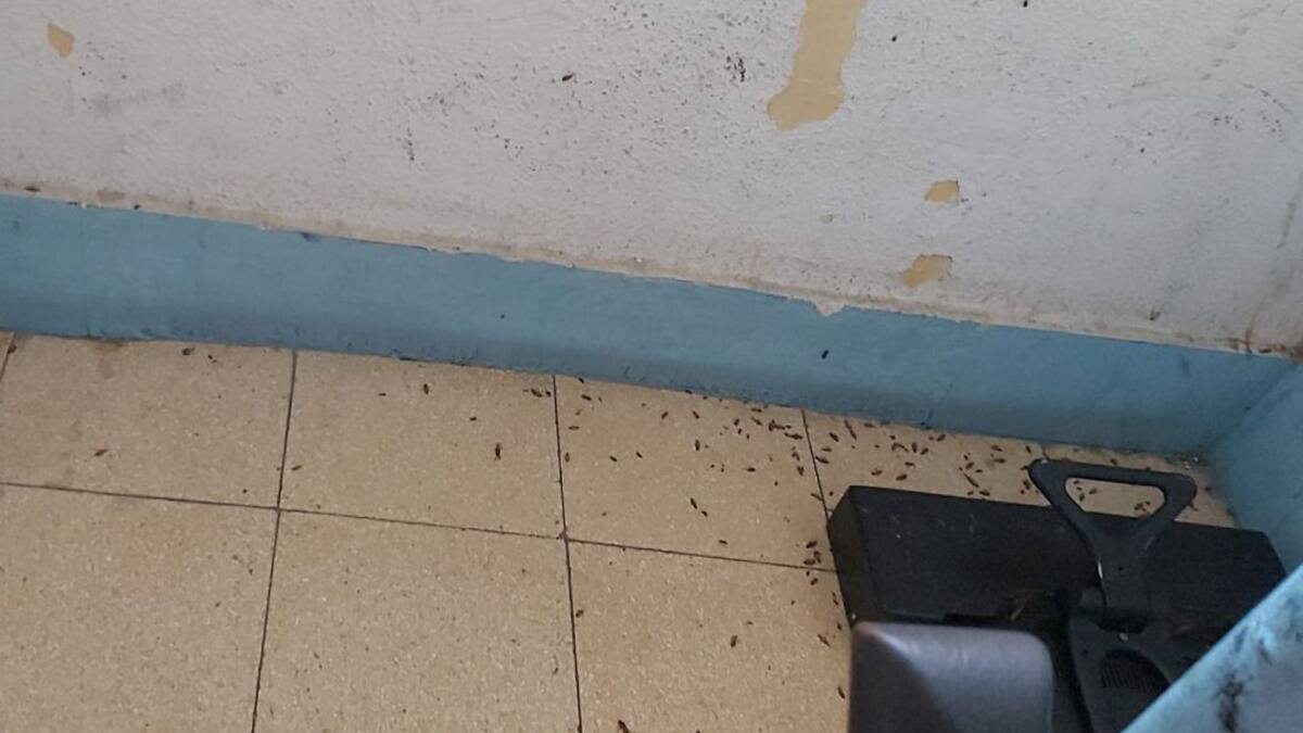 Unidas Podemos denuncia plagas en la Zona Norte y reclama ayudas al bipartito para desinfectar viviendas