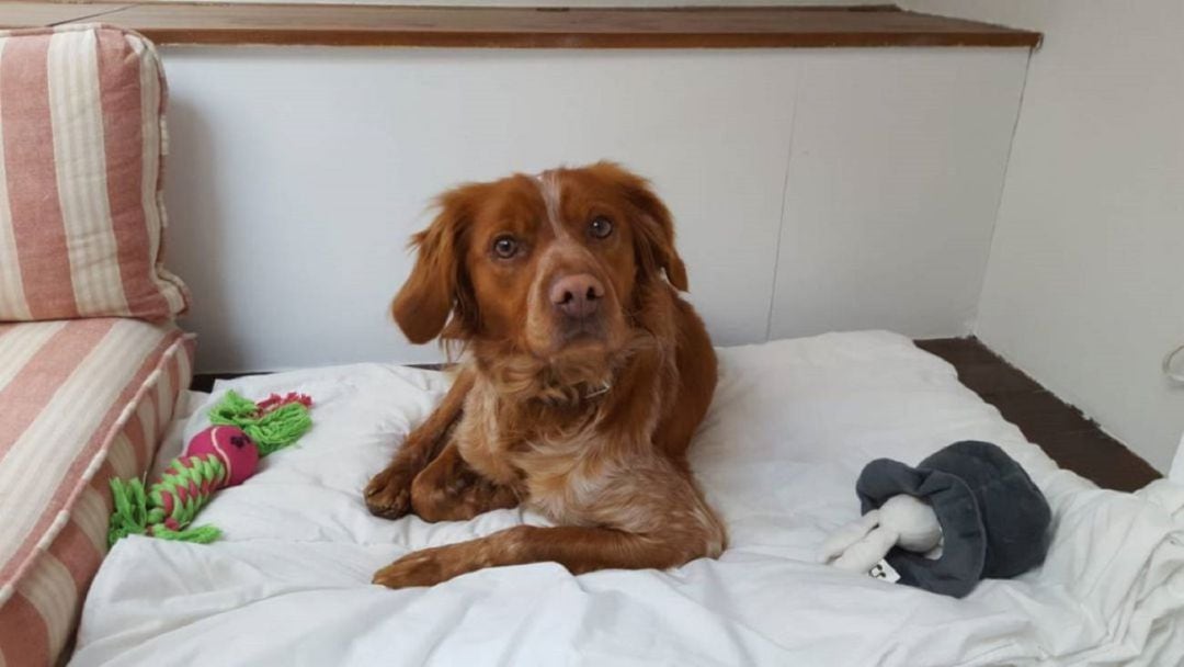 El perro &#039;Benito&#039;, un spaniel bretón