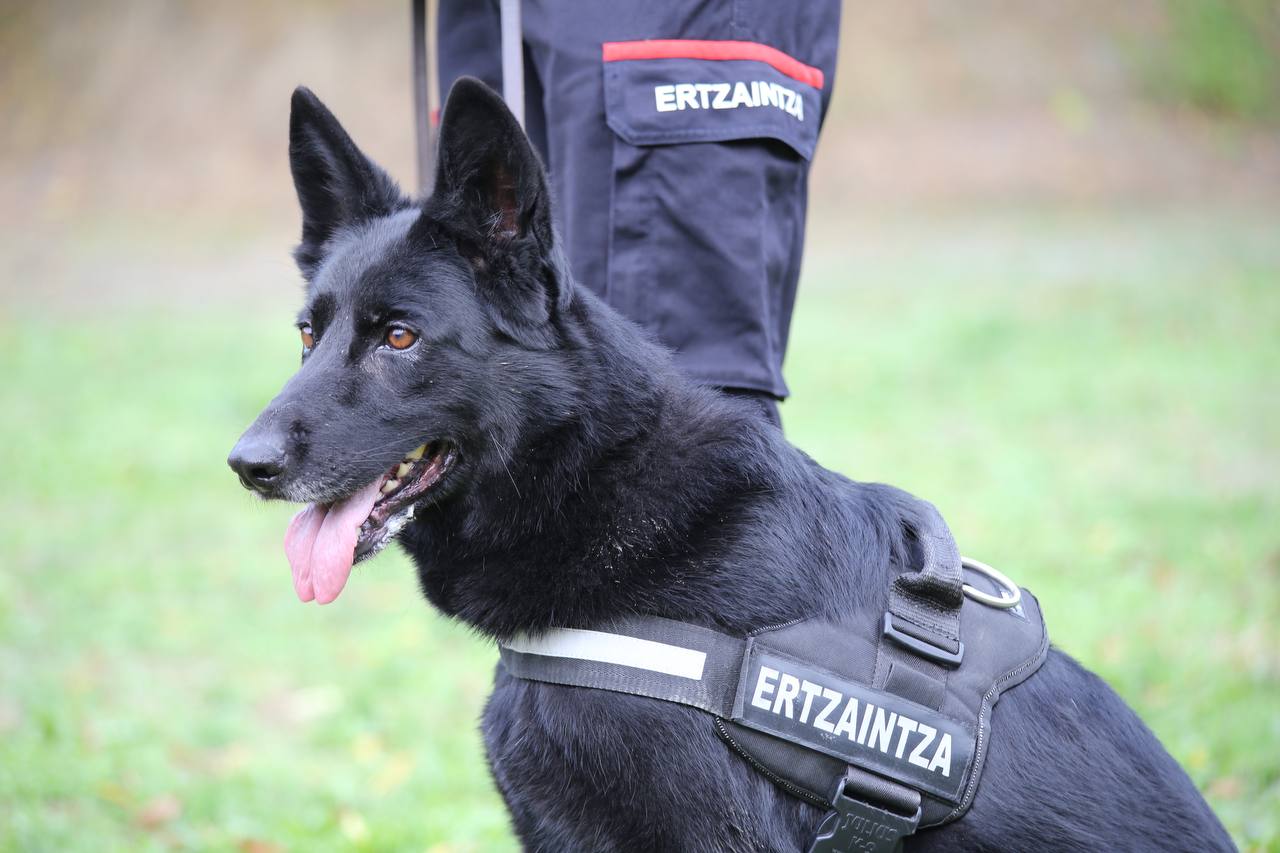 Izar, la pastora alemana que descubrió un botín que habían escondido unos ladrones en Amurrio