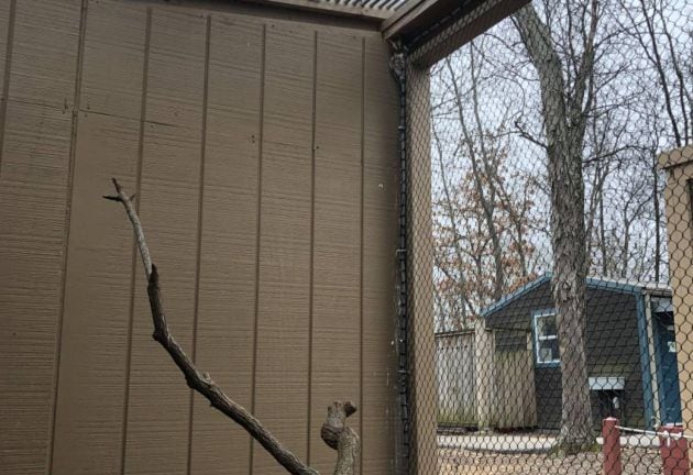 Encuentra al búho escondido en la imagen.