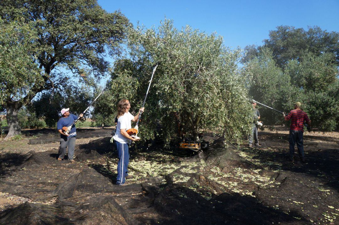 Recogida de aceitunas en un olivar de la provincia de Córdoba.