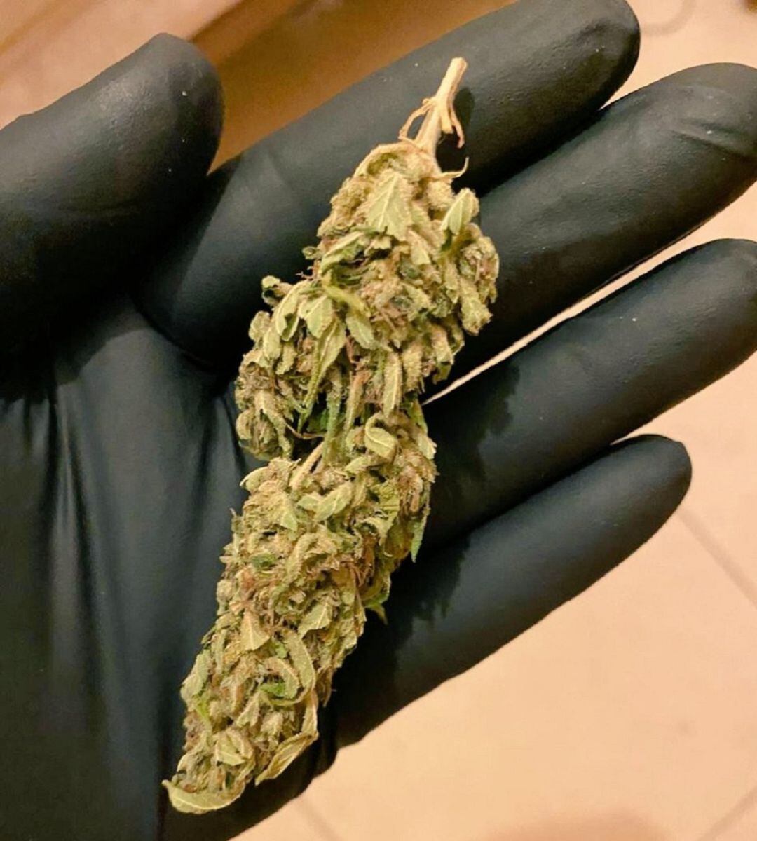 Mostra de la marihuana requisada per la policia en l'operatiu de la passada matinada.