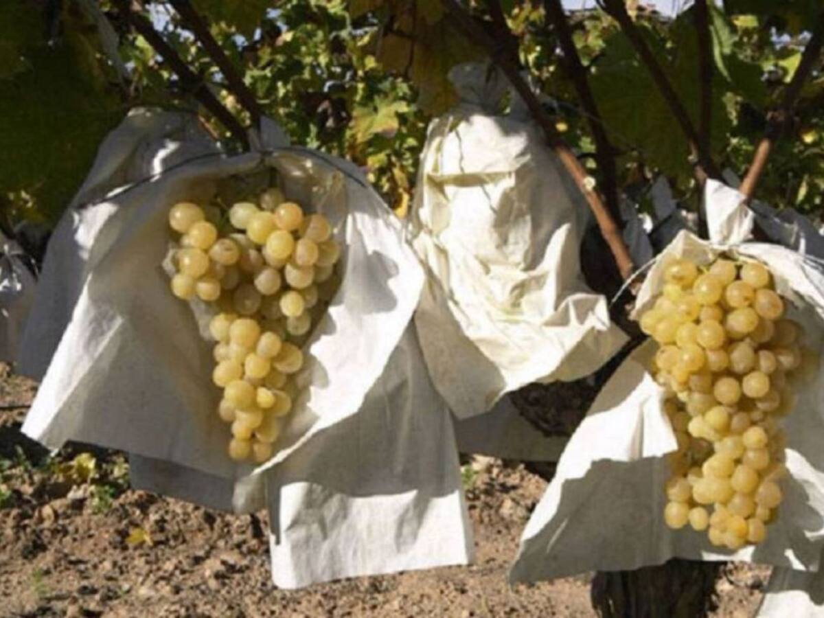 Los agricultores consiguen autorización para controlar las especies de fauna salvaje que arrasan los cultivos