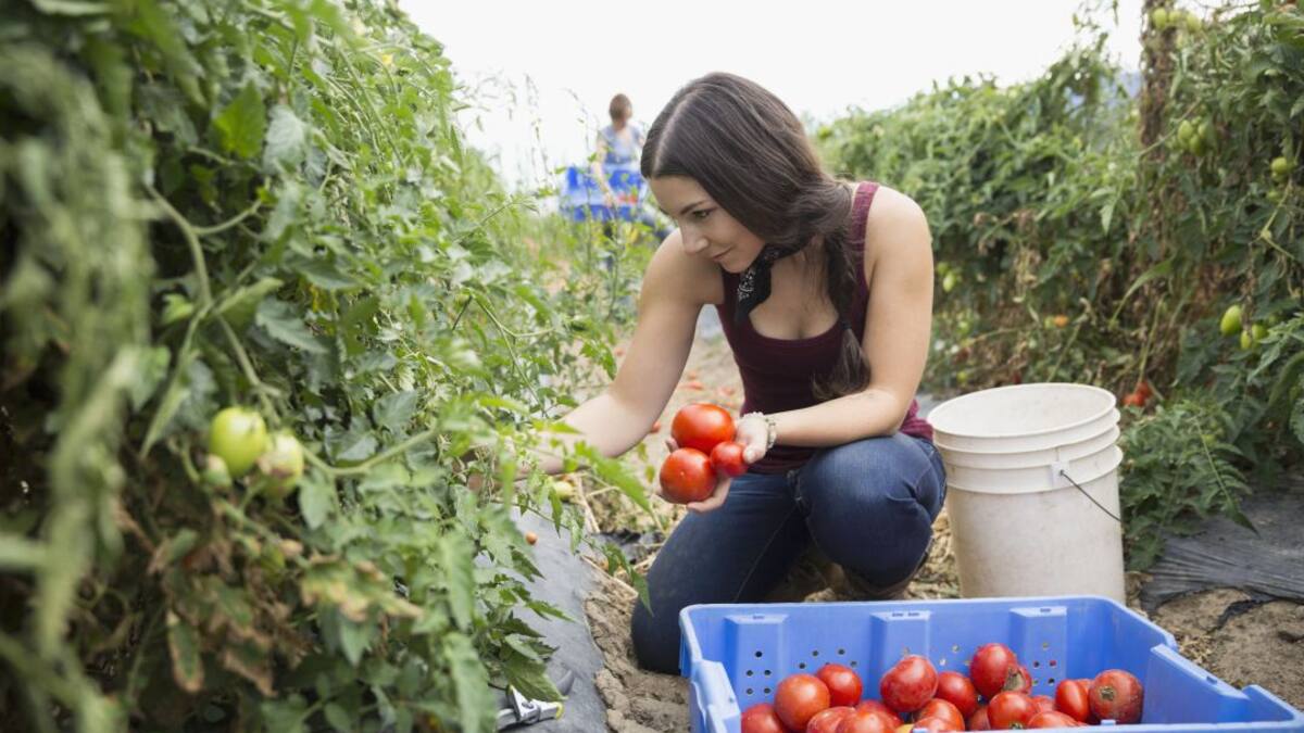 El techo de cristal del campo: sólo el 3% de las explotaciones agrarias de Murcia está en manos de mujeres