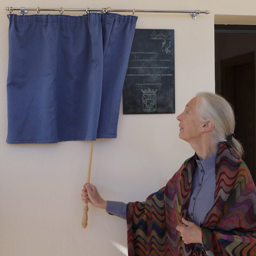 Jane Goodall en Primadomus, en Villena