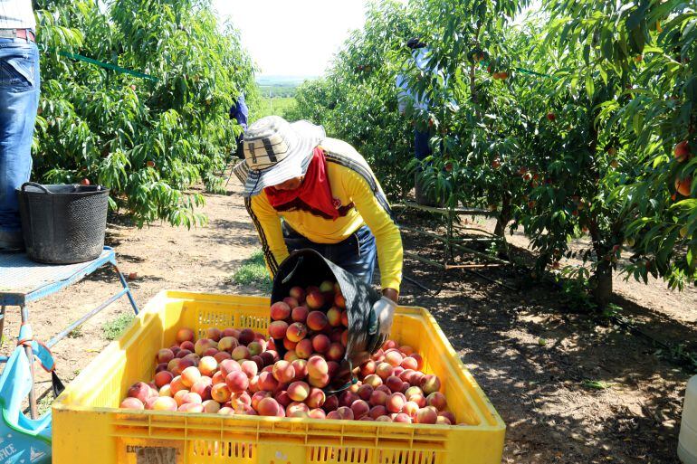 Un treballador abocant préssecs en un palot.